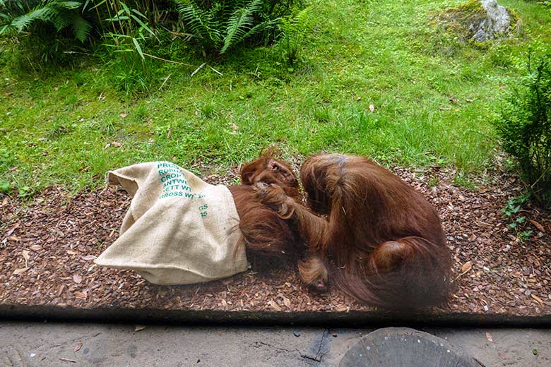 Orang-Utan Weibchen CHEEMO mit Jutesack und Orang-Utan Weibchen JAKOWINA am 10. Juli 2021 auf der Außenanlage am Menschenaffen-Haus im Grünen Zoo Wuppertal