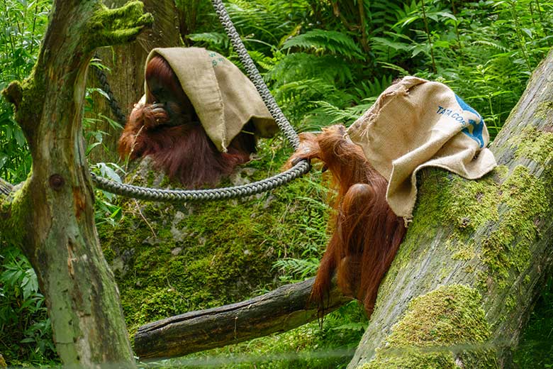 Orang-Utan Weibchen CHEEMO (links) und Orang-Utan Weibchen JAKOWINA am 10. Juli 2021 auf der Außenanlage am Menschenaffen-Haus im Zoologischen Garten Wuppertal