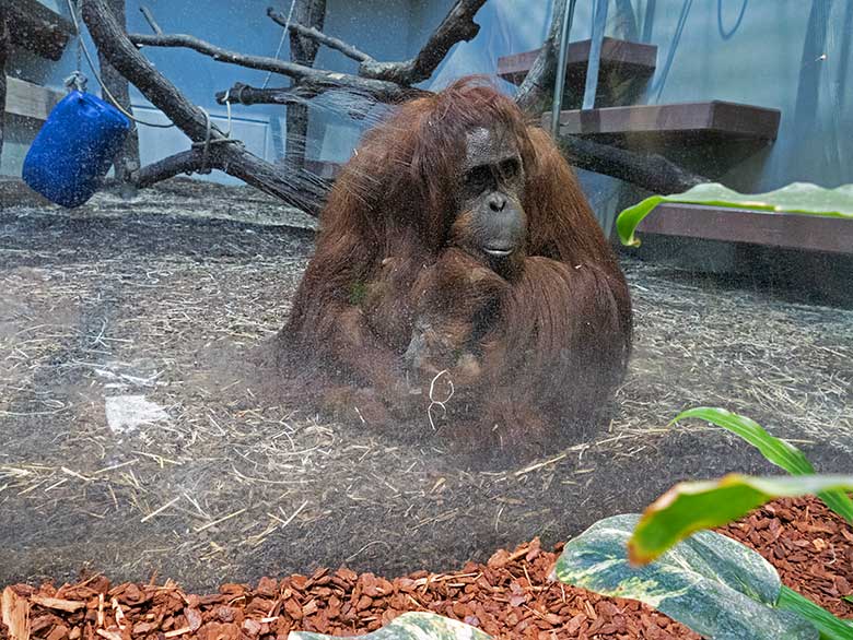 Weiblicher Orang-Utan CHEEMO am 30. Juli 2021 im Innengehege im Menschenaffen-Haus im Zoo Wuppertal