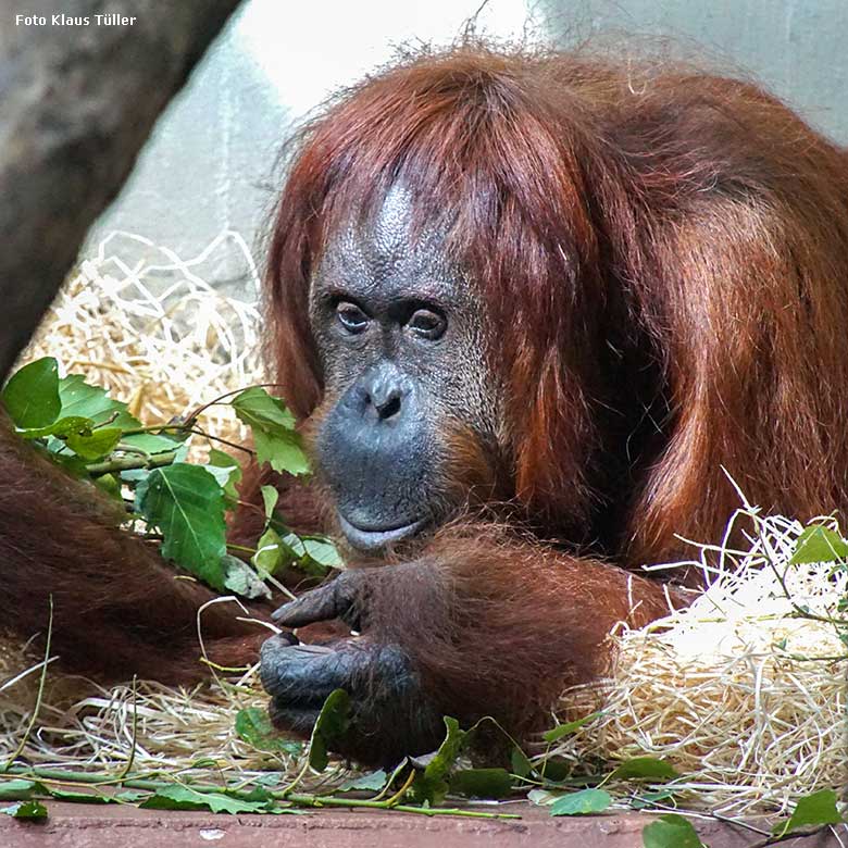 Weiblicher Orang-Utan CHEEMO am 10. August 2021 im Innengehege im Menschenaffen-Haus im Grünen Zoo Wuppertal (Foto Klaus Tüller)