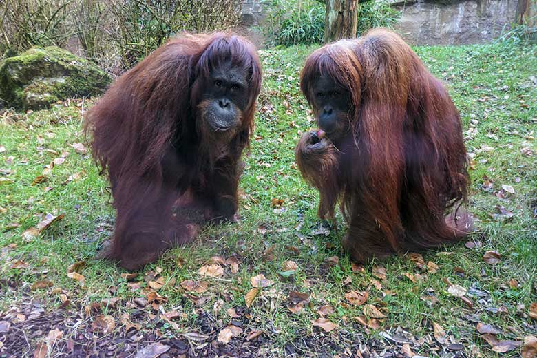 Weibliche Orang-Utans CHEEMO und JAKOWINA am 5. Februar 2022 auf der Außenanlage am Menschenaffen-Haus im Grünen Zoo Wuppertal