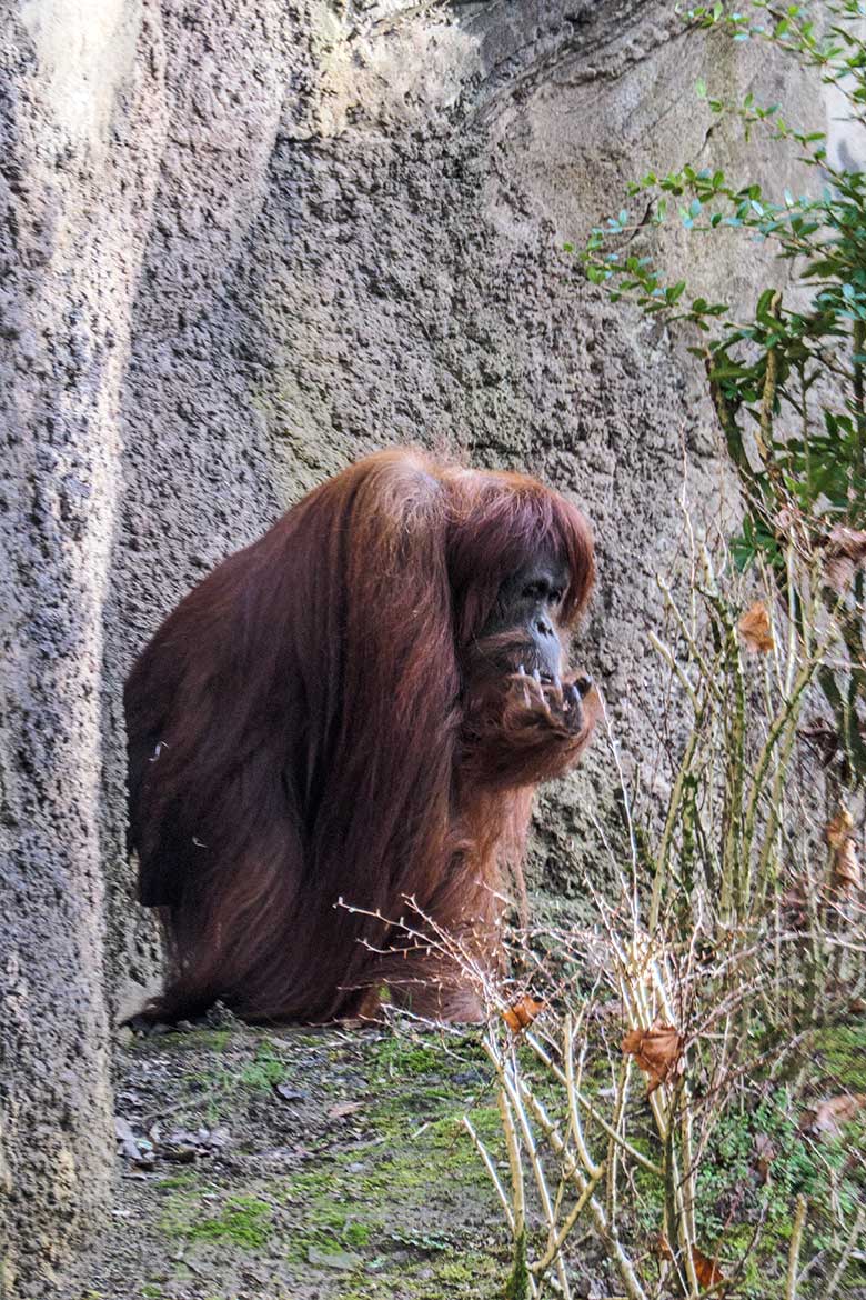 Weiblicher Orang-Utan JAKOWINA am 5. Februar 2022 im Zoologischen Garten der Stadt Wuppertal