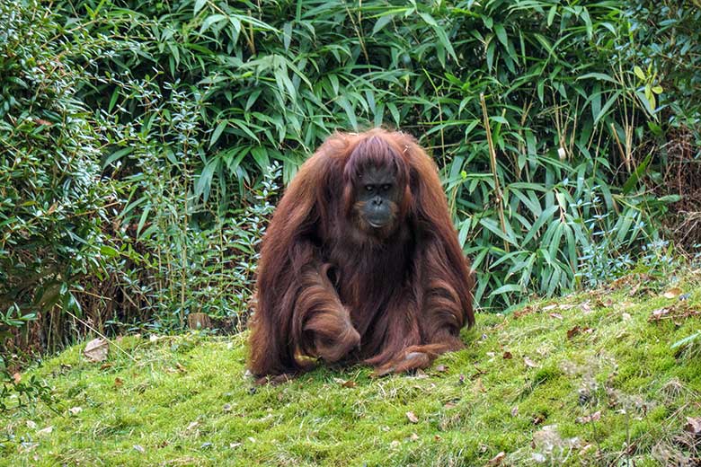 Weiblicher Orang-Utan CHEEMO am 5. Februar 2022 im Zoo Wuppertal