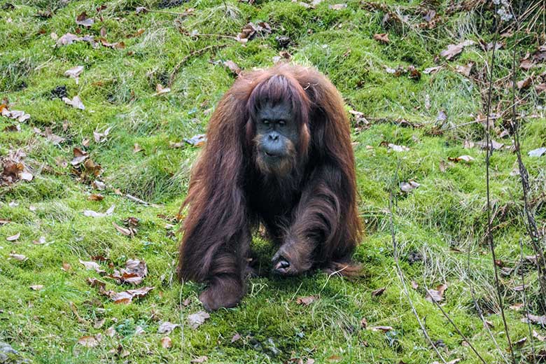 Weiblicher Orang-Utan CHEEMO am 5. Februar 2022 im Wuppertaler Zoo