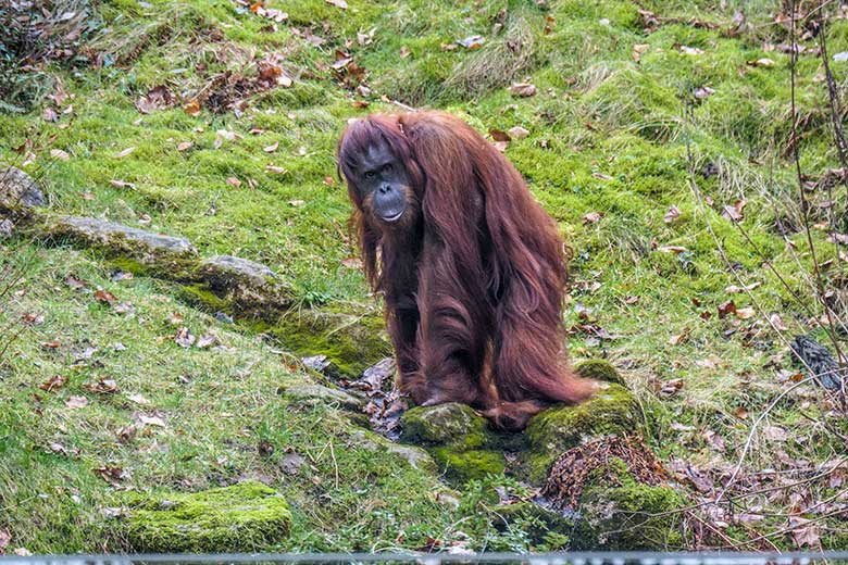 Weiblicher Orang-Utan CHEEMO am 5. Februar 2022 im Grünen Zoo Wuppertal