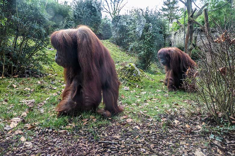 Weibliche Orang-Utans JAKOWINA und CHEEMO am 5. Februar 2022 im Zoologischen Garten Wuppertal