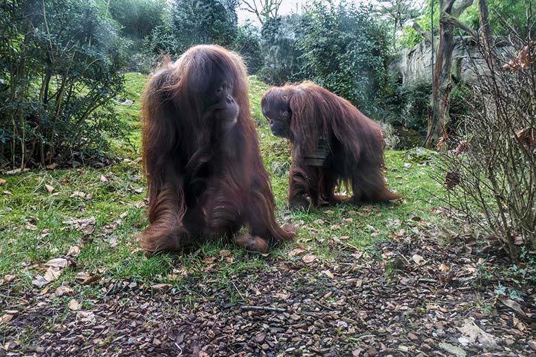 Weibliche Orang-Utans JAKOWINA und CHEEMO am 5. Februar 2022 im Zoo Wuppertal