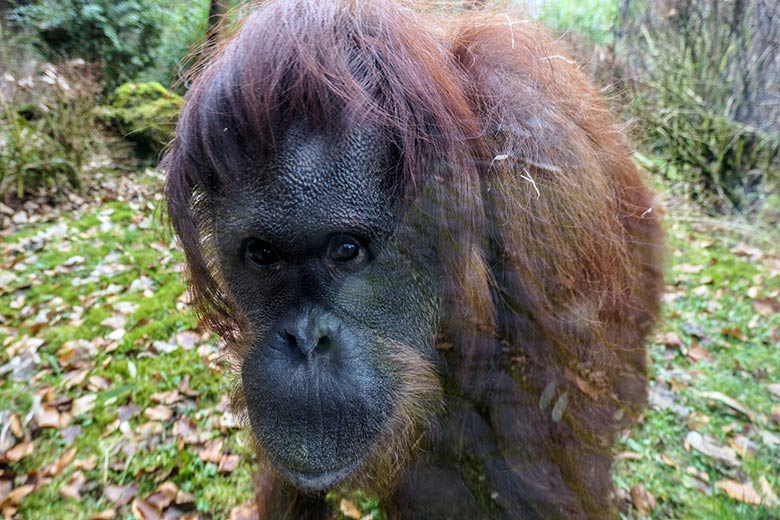 Weiblicher Orang-Utan CHEEMO am 5. Februar 2022 im Grünen Zoo Wuppertal