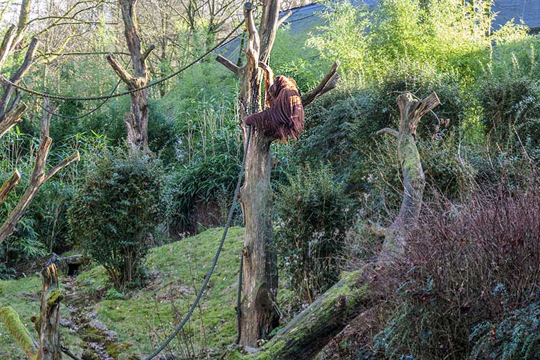 Weiblicher Orang-Utan CHEEMO am 15. Februar 2022 auf der Außenanlage am Menschenaffen-Haus im Grünen Zoo Wuppertal