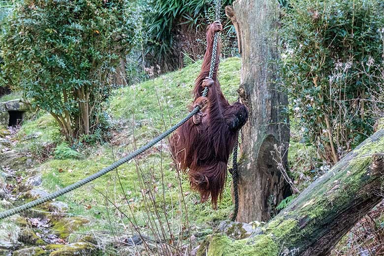 Weiblicher Orang-Utan CHEEMO am 15. Februar 2022 auf der Außenanlage am Menschenaffen-Haus im Wuppertaler Zoo