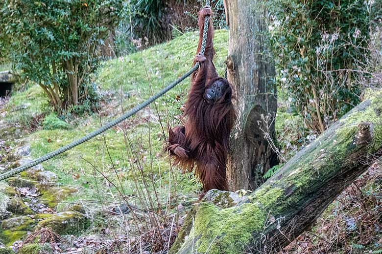Weiblicher Orang-Utan CHEEMO am 15. Februar 2022 auf der Außenanlage am Menschenaffen-Haus im Zoo Wuppertal