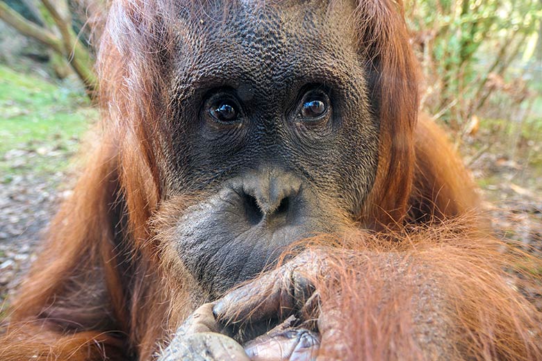 Weiblicher Orang-Utan CHEEMO am 15. Februar 2022 auf der Außenanlage am Menschenaffen-Haus im Grünen Zoo Wuppertal
