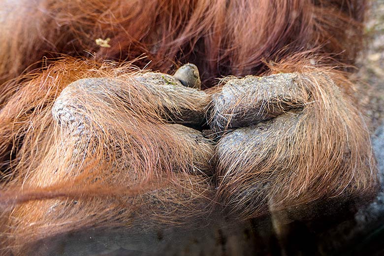 Finger des weiblichen Orang-Utan CHEEMO am 15. Februar 2022 auf der Außenanlage am Menschenaffen-Haus im Zoologischen Garten Wuppertal