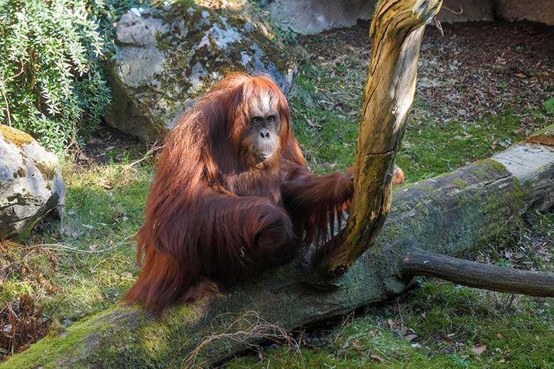 Weiblicher Orang-Utan CHEEMO am 9. März 2022 auf der Außenanlage am Menschenaffen-Haus im Zoologischen Garten Wuppertal