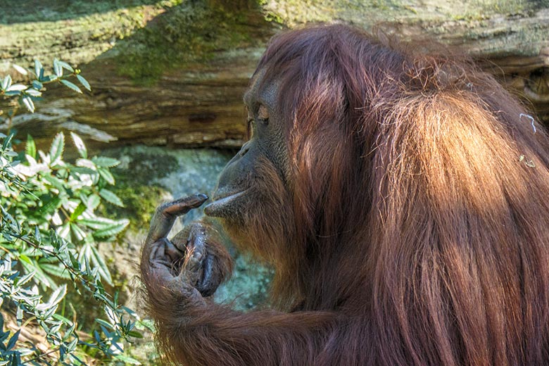 Weiblicher Orang-Utan CHEEMO am 9. März 2022 auf der Außenanlage am Menschenaffen-Haus im Zoologischen Garten der Stadt Wuppertal