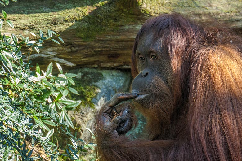 Weiblicher Orang-Utan CHEEMO am 9. März 2022 auf der Außenanlage am Menschenaffen-Haus im Zoo Wuppertal