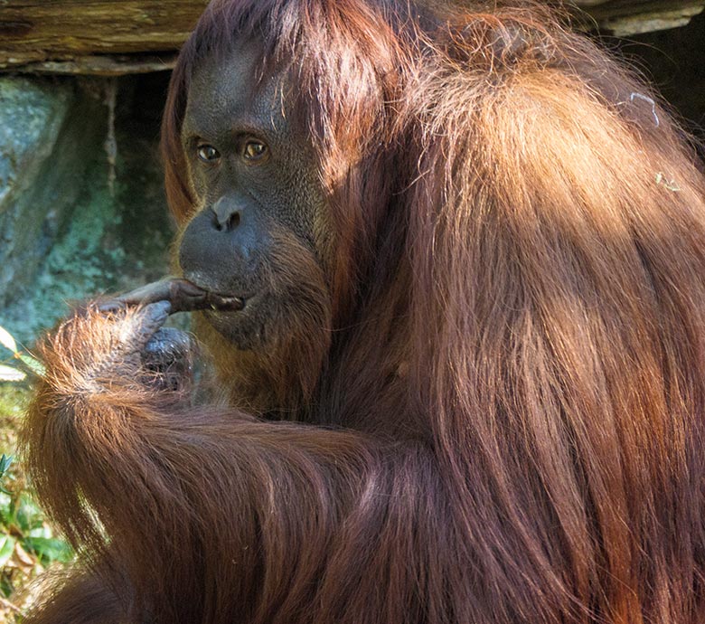 Weiblicher Orang-Utan CHEEMO am 9. März 2022 auf der Außenanlage am Menschenaffen-Haus im Zoologischen Garten Wuppertal
