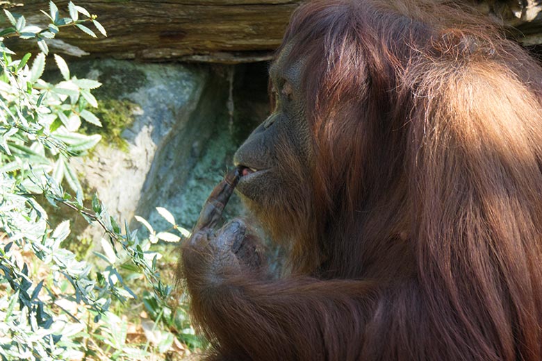 Weiblicher Orang-Utan CHEEMO am 9. März 2022 auf der Außenanlage am Menschenaffen-Haus im Zoo Wuppertal