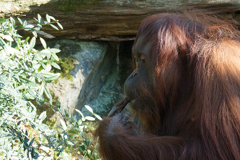 Weiblicher Orang-Utan CHEEMO am 9. März 2022 auf der Außenanlage am Menschenaffen-Haus im Wuppertaler Zoo