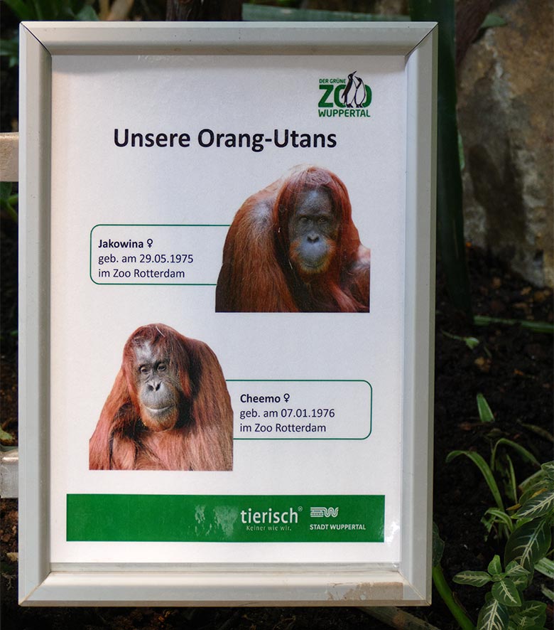 Aushang zu den Orang-Utans JAKOWINA und CHEEMO am 12. April 2022 am Innengehege im Menschenaffen-Haus im Zoo Wuppertal