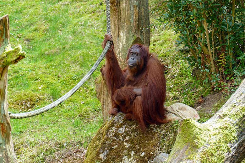 Weiblicher Orang-Utan CHEEMO am 14. April 2022 auf der Außenanlage am Menschenaffen-Haus im Zoologischen Garten der Stadt Wuppertal