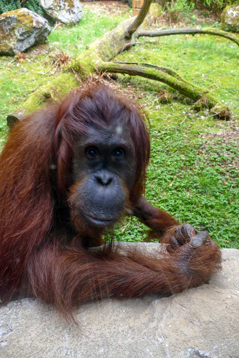 Weiblicher Orang-Utan CHEEMO am 14. April 2022 auf der Außenanlage am Menschenaffen-Haus im Zoologischen Garten der Stadt Wuppertal