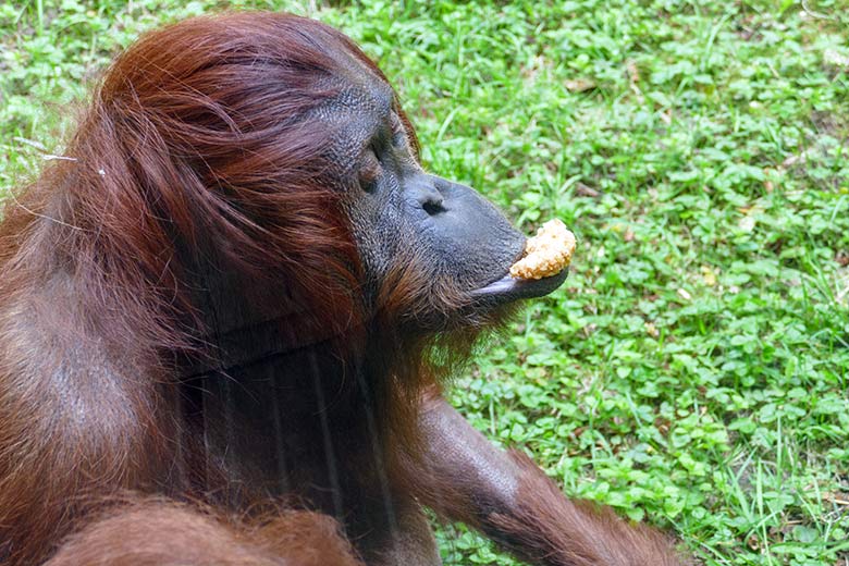 Weiblicher Orang-Utan CHEEMO am 14. April 2022 auf der Außenanlage am Menschenaffen-Haus im Zoo Wuppertal