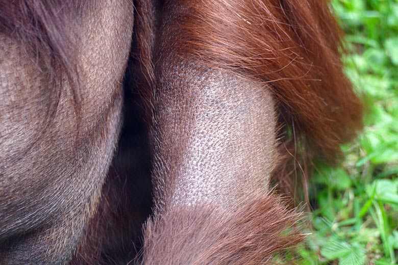 Teilrasierter linker Unterarm beim weiblichen Orang-Utan CHEEMO am 14. April 2022 auf der Außenanlage am Menschenaffen-Haus im Zoologischen Garten Wuppertal