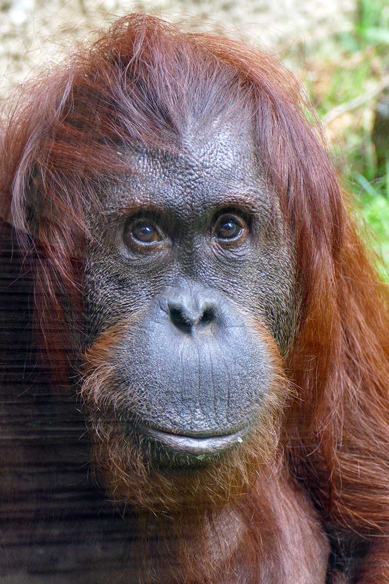 Weiblicher Orang-Utan CHEEMO am 14. April 2022 auf der Außenanlage am Menschenaffen-Haus im Grünen Zoo Wuppertal