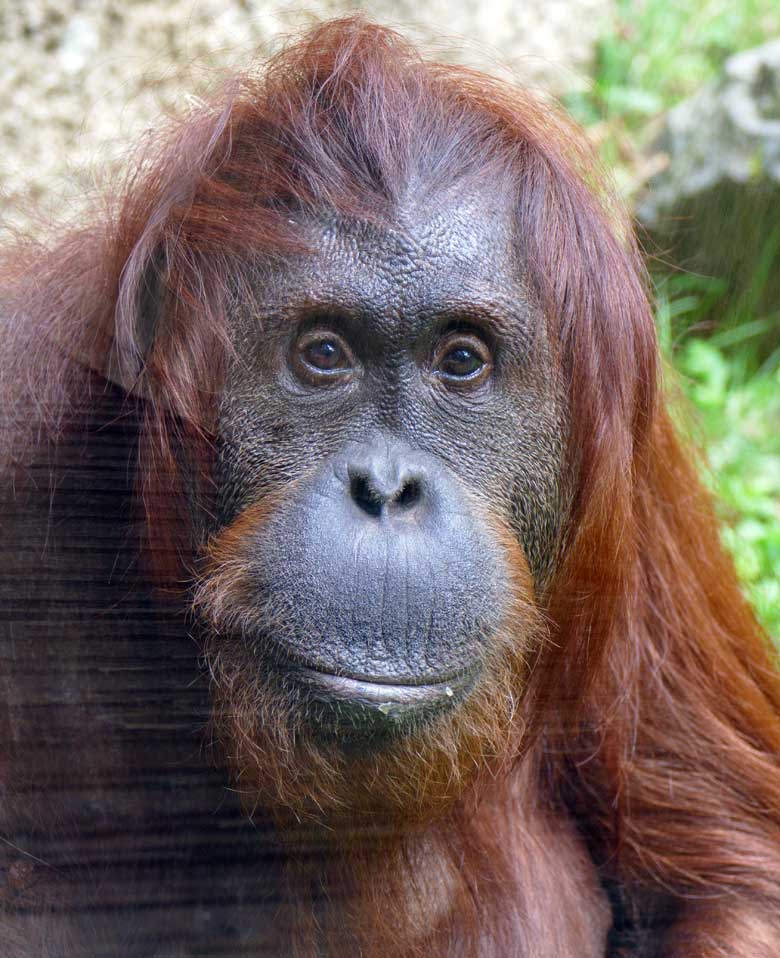 Weiblicher Orang-Utan CHEEMO am 14. April 2022 auf der Außenanlage am Menschenaffen-Haus im Wuppertaler Zoo