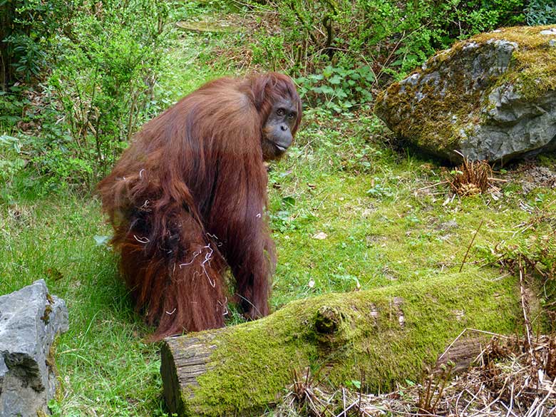 Weiblicher Orang-Utan CHEEMO am 14. April 2022 auf der Außenanlage am Menschenaffen-Haus im Grünen Zoo Wuppertal