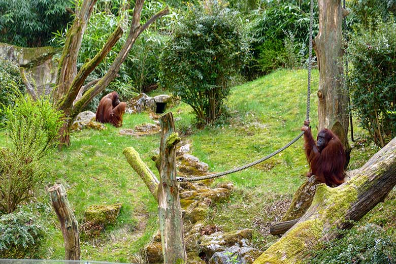 Weibliche Orang-Utans JAKOWINA und CHEEMO am 14. April 2022 auf der Außenanlage am Menschenaffen-Haus im Zoo Wuppertal
