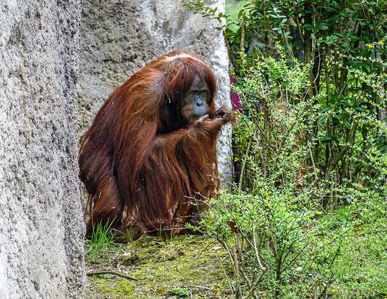 Weiblicher Orang-Utan JAKOWINA am 14. April 2022 auf der Außenanlage am Menschenaffen-Haus im Wuppertaler Zoo