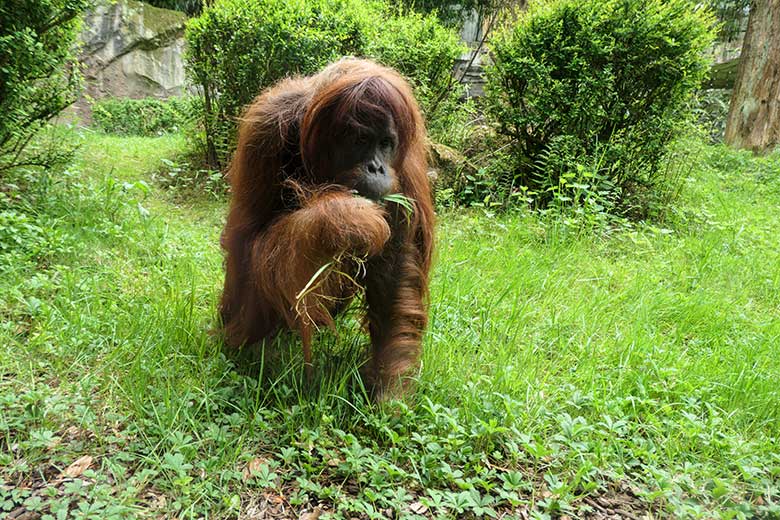 Weiblicher Orang-Utan JAKOWINA am 1. Mai 2022 auf der Außenanlage am Menschenaffen-Haus im Wuppertaler Zoo