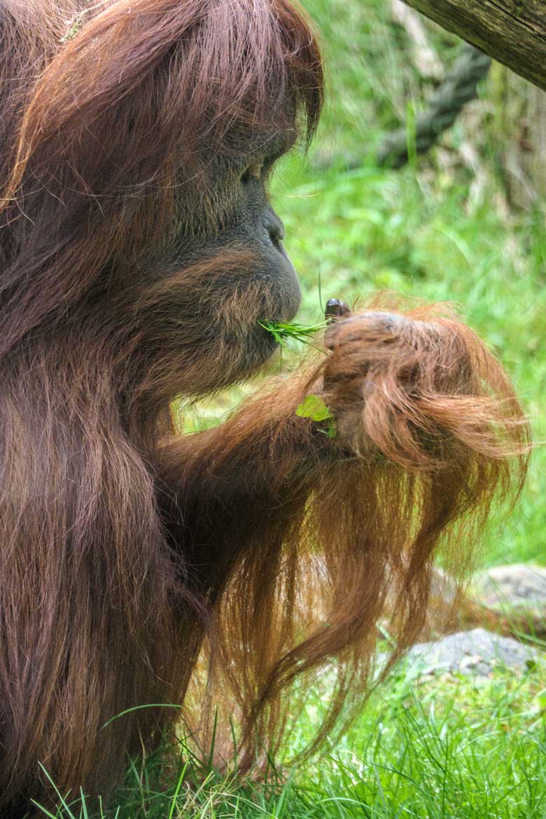 Weiblicher Orang-Utan JAKOWINA am 1. Mai 2022 auf der Außenanlage am Menschenaffen-Haus im Grünen Zoo Wuppertal