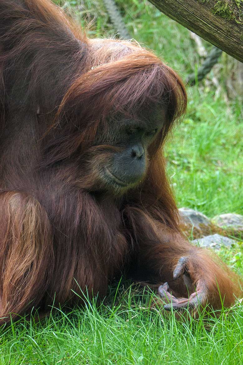 Weiblicher Orang-Utan JAKOWINA am 1. Mai 2022 auf der Außenanlage am Menschenaffen-Haus im Zoologischen Garten Wuppertal