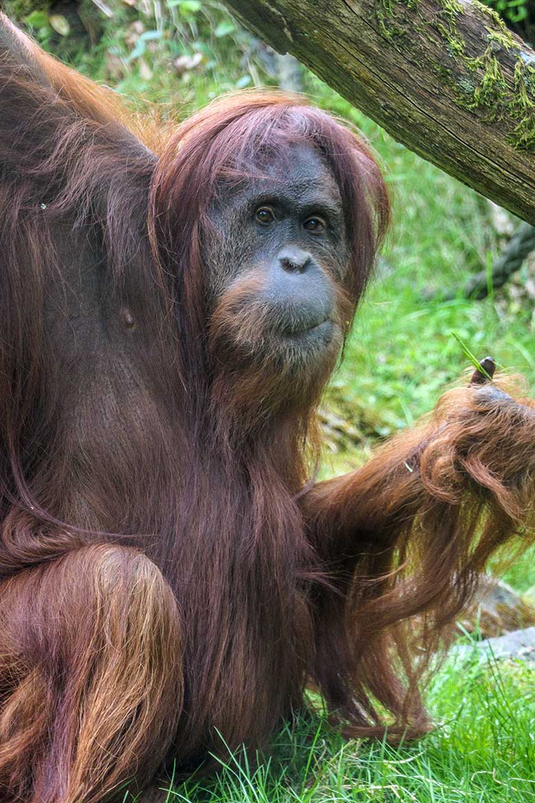 Weiblicher Orang-Utan JAKOWINA am 1. Mai 2022 auf der Außenanlage am Menschenaffen-Haus im Zoo Wuppertal