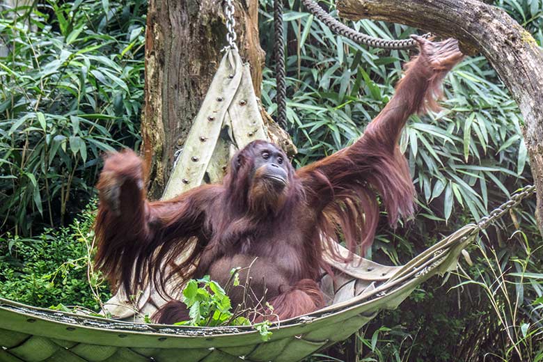 Weiblicher Orang-Utan CHEEMO am 2. Mai 2022 auf der Außenanlage am Menschenaffen-Haus im Wuppertaler Zoo