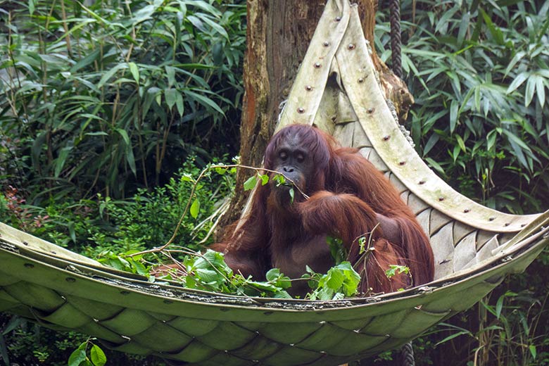 Weiblicher Orang-Utan CHEEMO am 2. Mai 2022 auf der Außenanlage am Menschenaffen-Haus im Zoologischen Garten Wuppertal