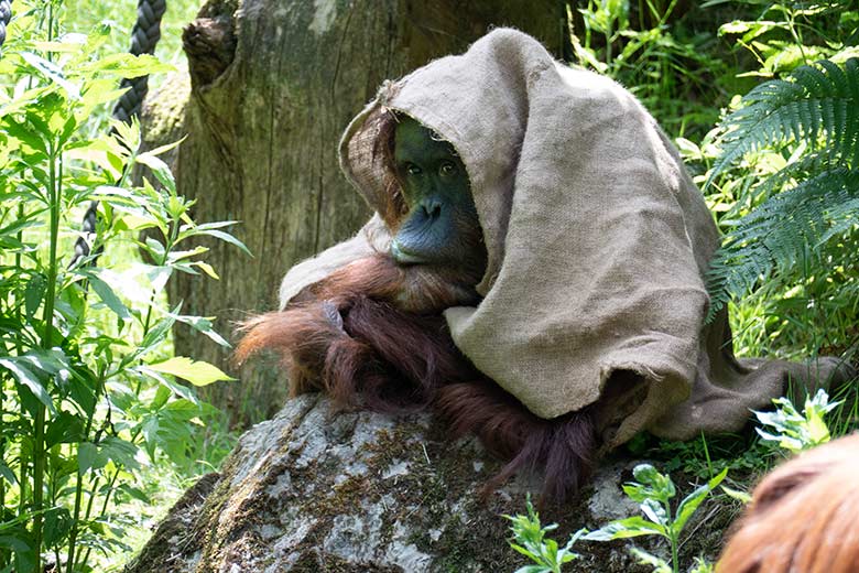 Weiblicher Orang-Utan CHEEMO am 4. Juni 2022 auf der Außenanlage am Menschenaffen-Haus im Zoo Wuppertal