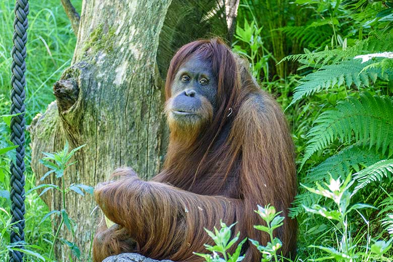Weiblicher Orang-Utan JAKOWINA am 14. Juni 2022 auf der Außenanlage am Menschenaffen-Haus im Wuppertaler Zoo
