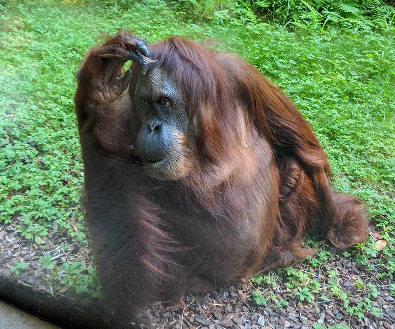 Weiblicher Orang-Utan CHEEMO am 11. August 2022 an der Glasscheibe der Außenanlage am Menschenaffen-Haus im Grünen Zoo Wuppertal