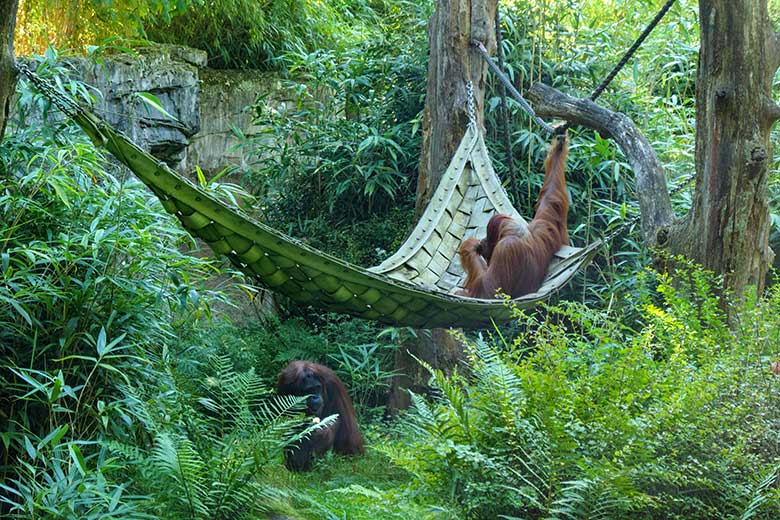 Weibliche Orang-Utan CHEEMO und JAKOWINA am 11. August 2022 auf der Außenanlage am Menschenaffen-Haus im Zoologischen Garten der Stadt Wuppertal