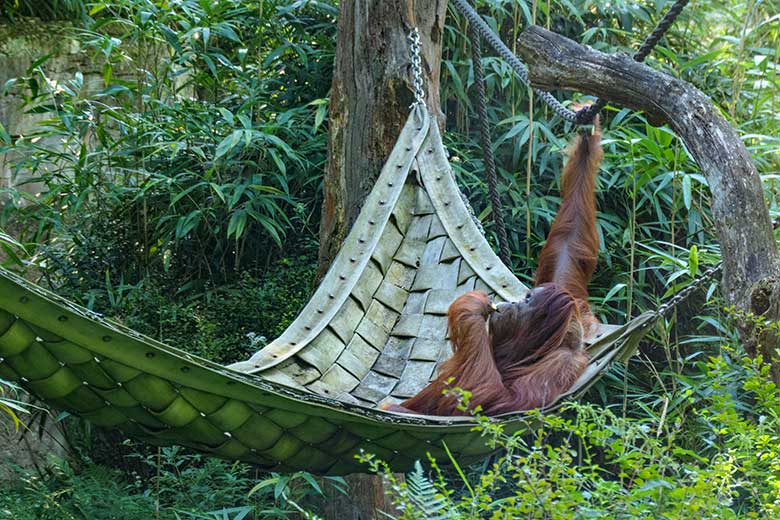Weiblicher Orang-Utan JAKOWINA am 11. August 2022 auf der Außenanlage am Menschenaffen-Haus im Zoo Wuppertal