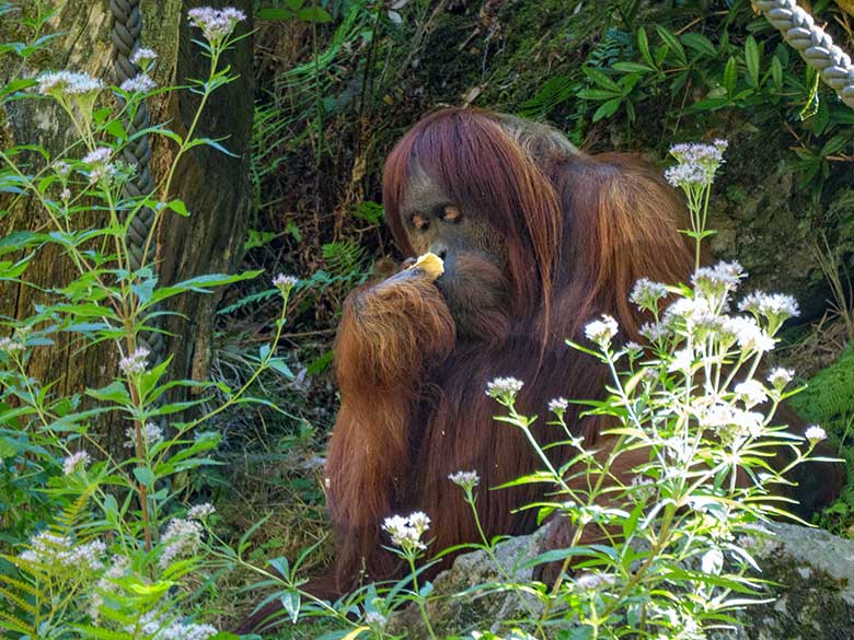 Weiblicher Orang-Utan JAKOWINA am 11. August 2022 auf der Außenanlage am Menschenaffen-Haus im Wuppertaler Zoo