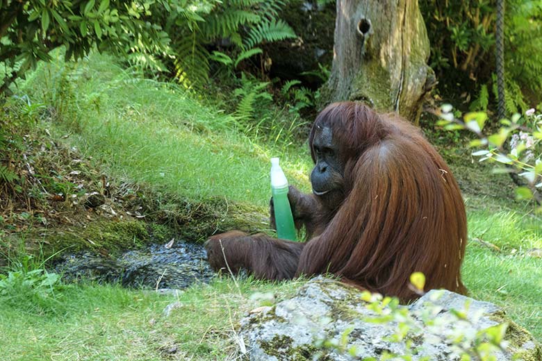 Weiblicher Orang-Utan CHEEMO am 11. August 2022 auf der Außenanlage am Menschenaffen-Haus im Grünen Zoo Wuppertal