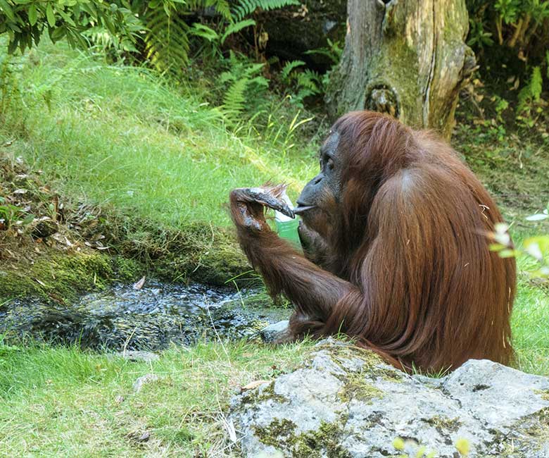 Weiblicher Orang-Utan CHEEMO am 11. August 2022 auf der Außenanlage am Menschenaffen-Haus im Zoologischen Garten Wuppertal