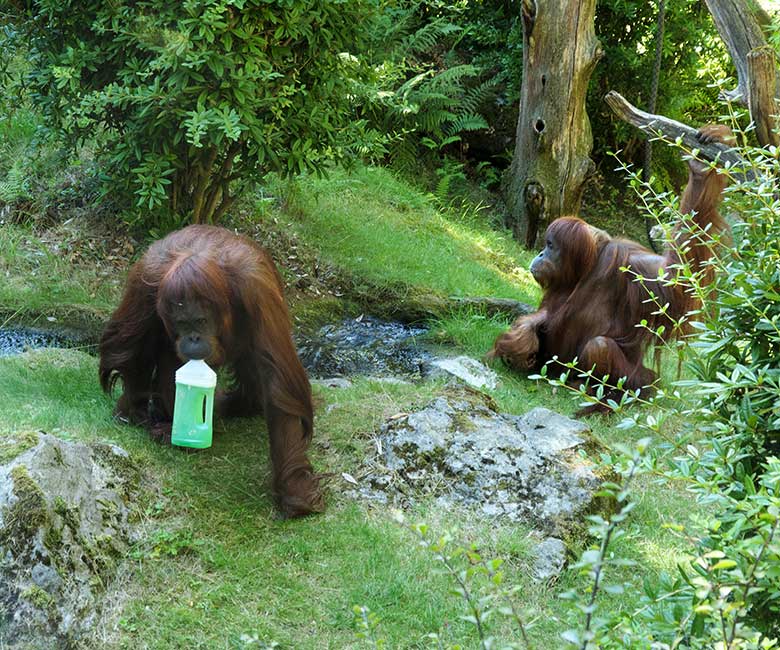 Weibliche Orang-Utan CHEEMO und JAKOWINA am 11. August 2022 auf der Außenanlage am Menschenaffen-Haus im Zoo Wuppertal