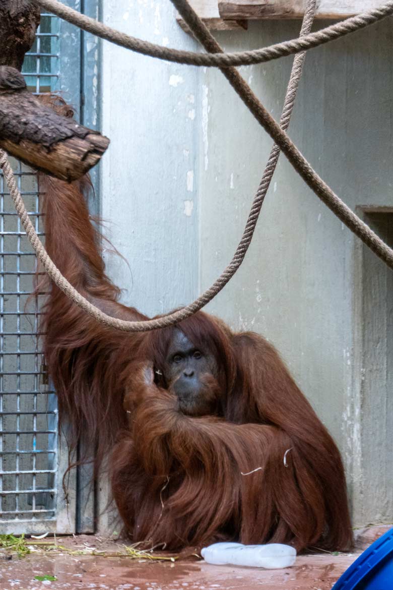 Weiblicher Orang-Utan JAKOWINA am 11. August 2022 im Innengehege im Menschenaffen-Haus im Wuppertaler Zoo