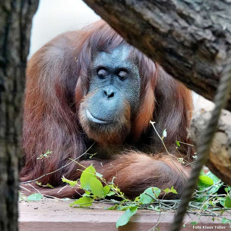 Weiblicher Orang-Utan CHEEMO am 11. September 2022 im Innengehege im Menschenaffen-Haus im Grünen Zoo Wuppertal (Foto Klaus Tüller)